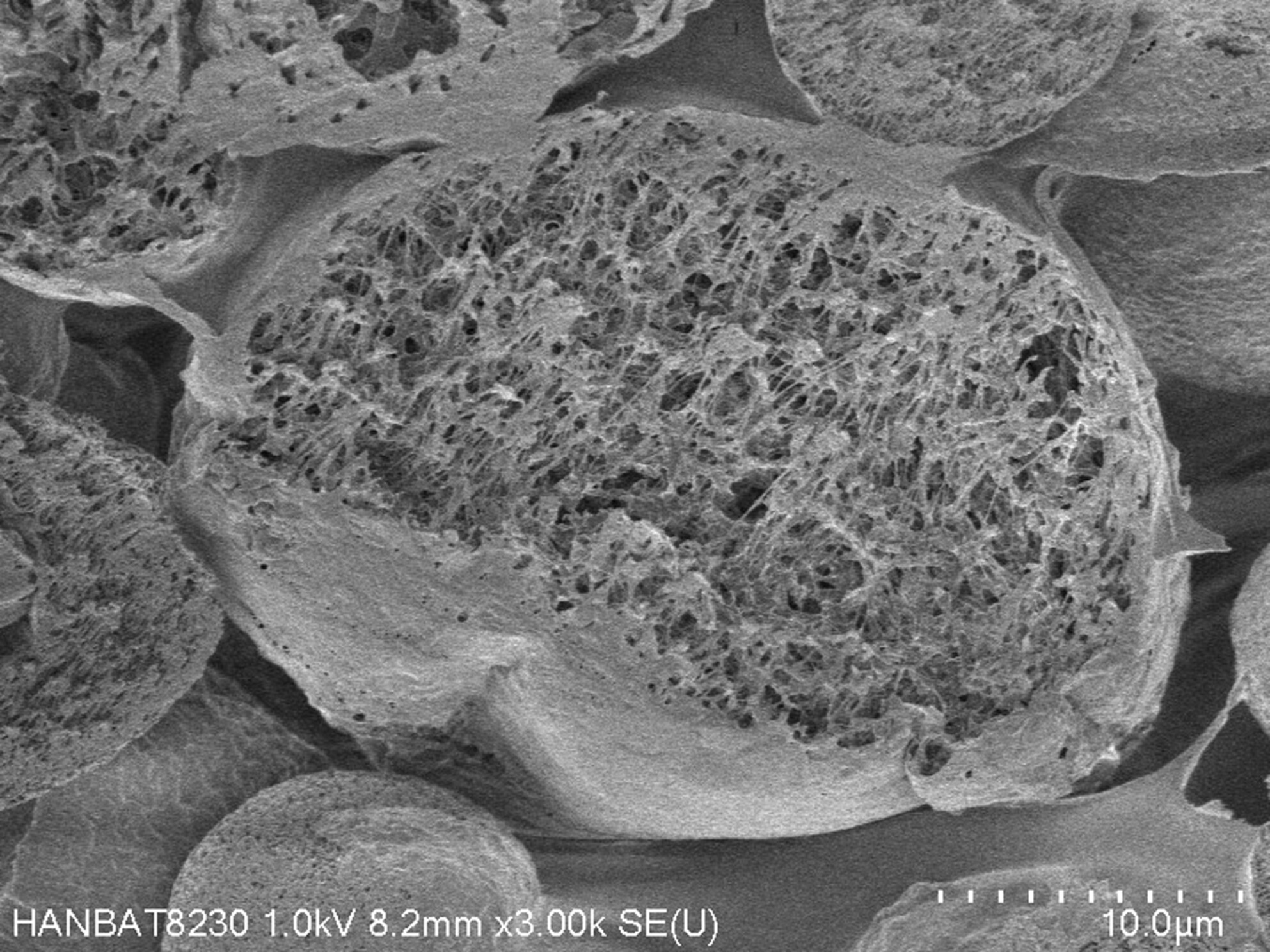 Scanning electron micrograph showing the porous structure of PDLLA particles