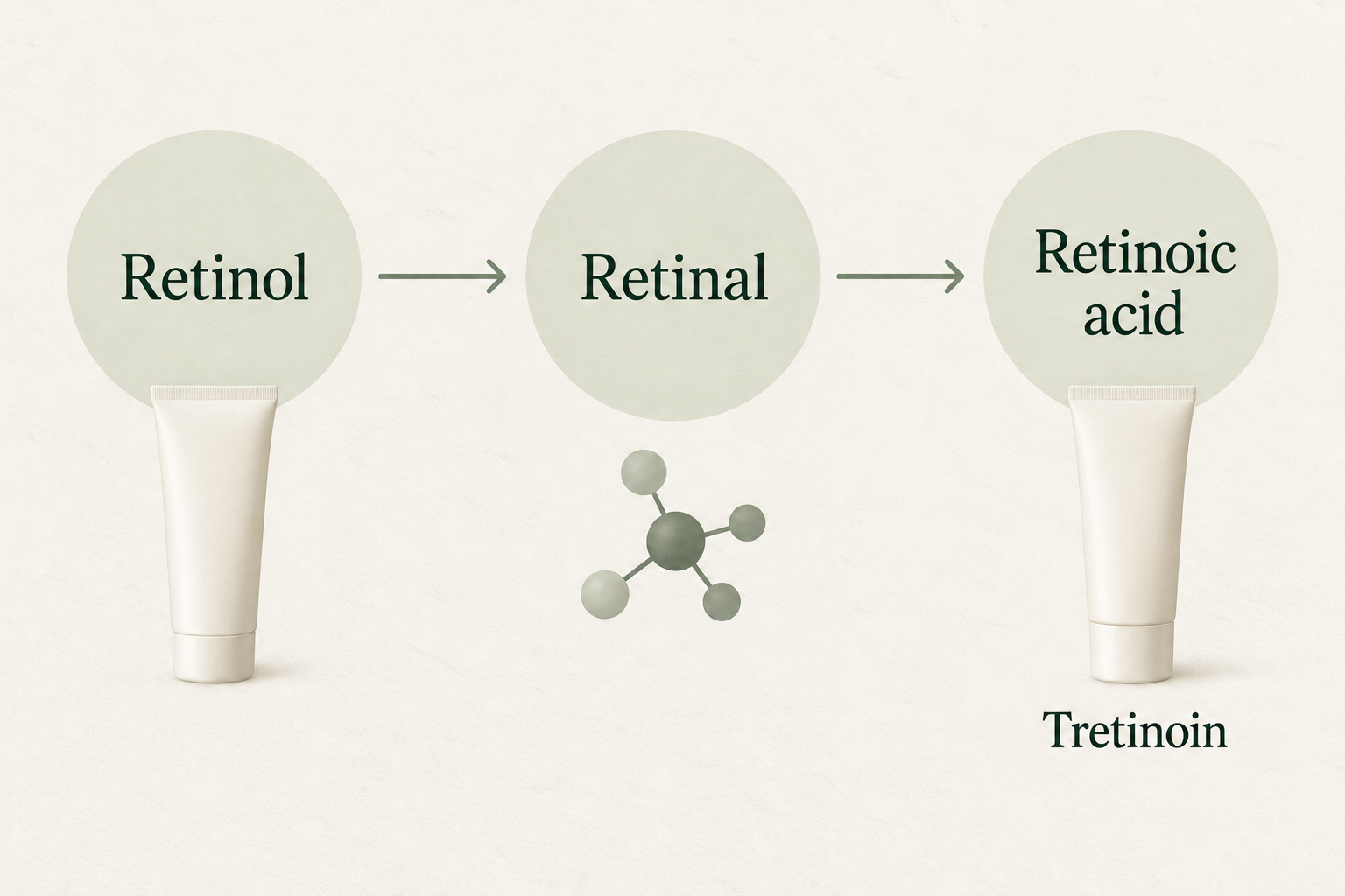 Retinol converts to retinal, then retinoic acid; tretinoin is all-trans retinoic acid